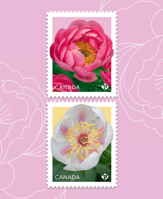 L'émission 2025 de la série florale présente deux pivoines, la 'Cythera' et la 'Marie- Victorin', deux fleurs développées par des spécialistes du Canada.