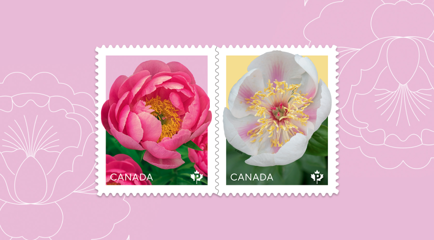 L'émission 2025 de la série florale présente deux pivoines, la 'Cythera' et la 'Marie- Victorin', deux fleurs développées par des spécialistes du Canada.